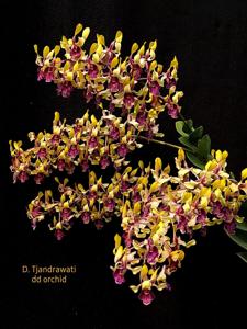 Dendrobium Tjandrawati