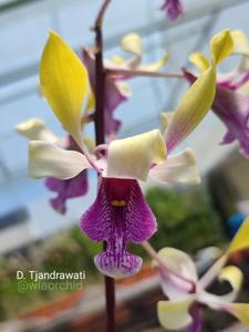 Dendrobium Tjandrawati