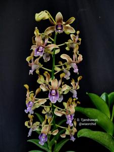 Dendrobium Tjandrawati