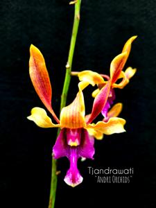 Dendrobium Tjandrawati