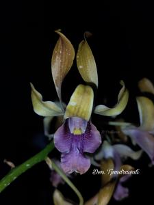 Dendrobium Tjandrawati