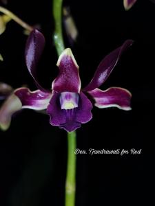 Dendrobium Tjandrawati