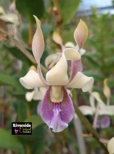 Dendrobium Tjandrawati