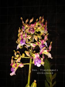 Dendrobium Tjandrawati