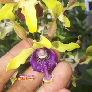 Dendrobium Ririn Triyani