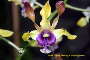 Dendrobium Ririn Triyani