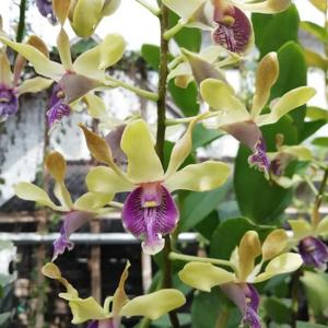 Dendrobium Ririn Triyani