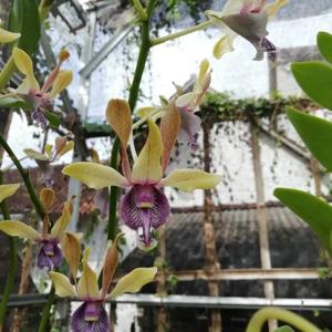 Dendrobium Ririn Triyani