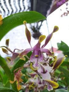 Dendrobium Cettar