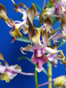 Dendrobium Cettar