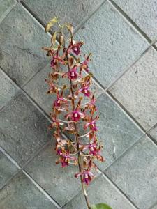 Dendrobium Cettar