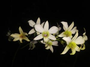 Dendrobium Ariek Firmansyah