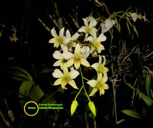 Dendrobium Ariek Firmansyah