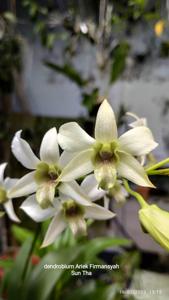 Dendrobium Ariek Firmansyah