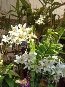 Dendrobium Ariek Firmansyah