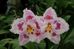 Oncidium Helmut Sang