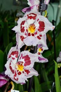 Oncidium Helmut Sang