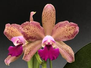 Rhyncholaeliocattleya Mikawa Rainbow