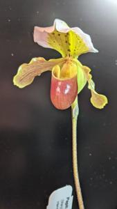 Paphiopedilum Mary's Little Hellion