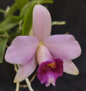 Cattleya Shelly Huynh