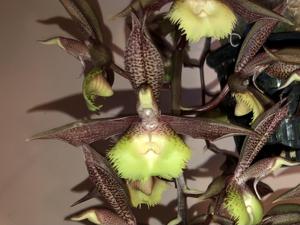 Catasetum Logan Archer