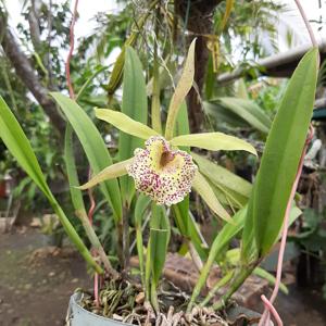 Brassocattleya Panama Dorada