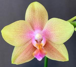 <i>Phalaenopsis</i> Phoenix Legacy