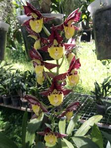 Catasetum Sandra Dixon