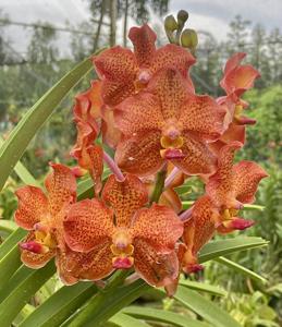 Papilionanda Mimi's Rainbow
