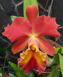 Rhyncholaeliocattleya Memoria Jose Molina