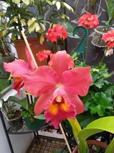 Rhyncholaeliocattleya Memoria Jose Molina