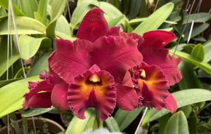 Rhyncholaeliocattleya Memoria Jose Molina