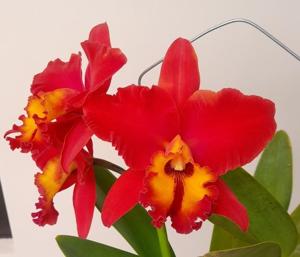 Rhyncholaeliocattleya Memoria Jose Molina
