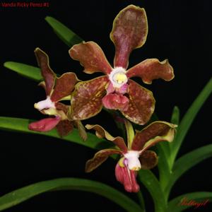 Vanda Ricky Perez