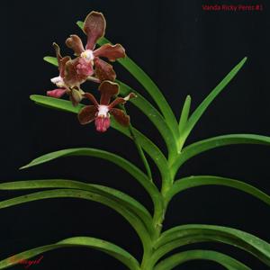 Vanda Ricky Perez