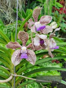 Vanda Ricky Perez