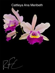 Cattleya Ana Meribeth