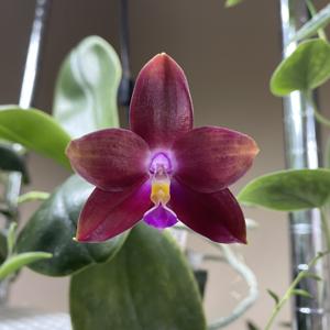 Phalaenopsis Blackberry