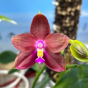 Phalaenopsis Blackberry