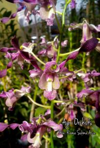 Dendrobium Rama Sukma Asia