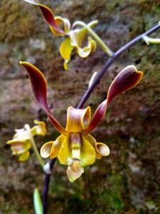 Dendrobium Rama Sukma Asia