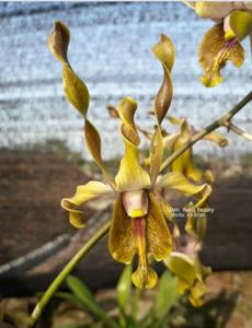 Dendrobium Yosie Beauty