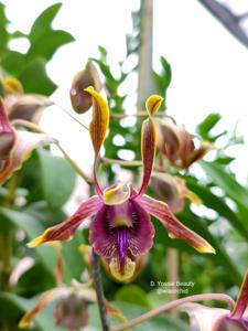 Dendrobium Yosie Beauty