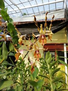 Dendrobium Yosie Beauty