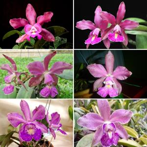 Cattleya Florence Stokes