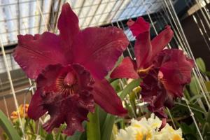 Rhyncholaeliocattleya Memoria Angela De Alvarenga