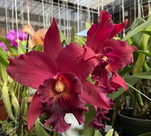 Rhyncholaeliocattleya Memoria Angela De Alvarenga