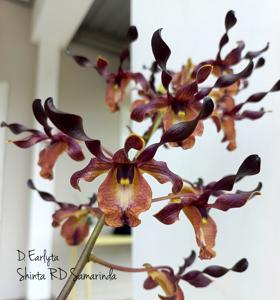 Dendrobium Rita Subowo