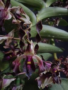 Dendrobium Earlyta