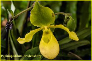 Paphiopedilum Fredensborg